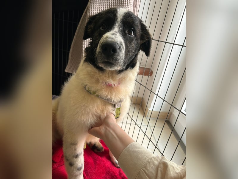 Caramela: freut sich über Besuch nähe Ludwigsburg