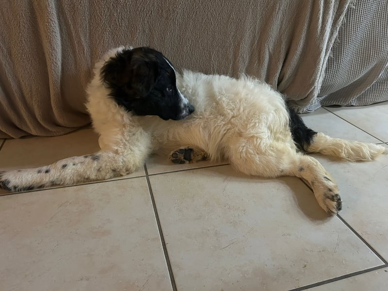 Caramela: freut sich über Besuch nähe Ludwigsburg