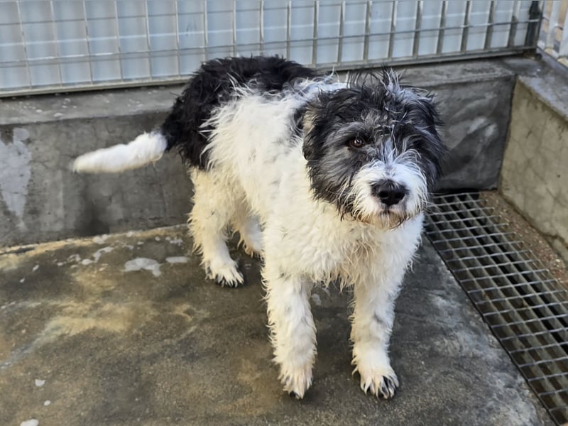 Martino: ein Wuschel sucht Dich!