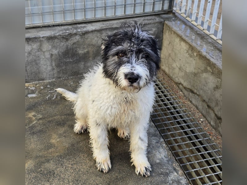 Martino: ein Wuschel sucht Dich!