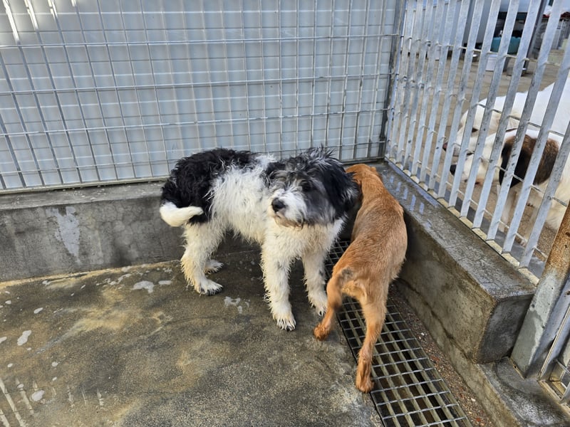 Martino: ein Wuschel sucht Dich!