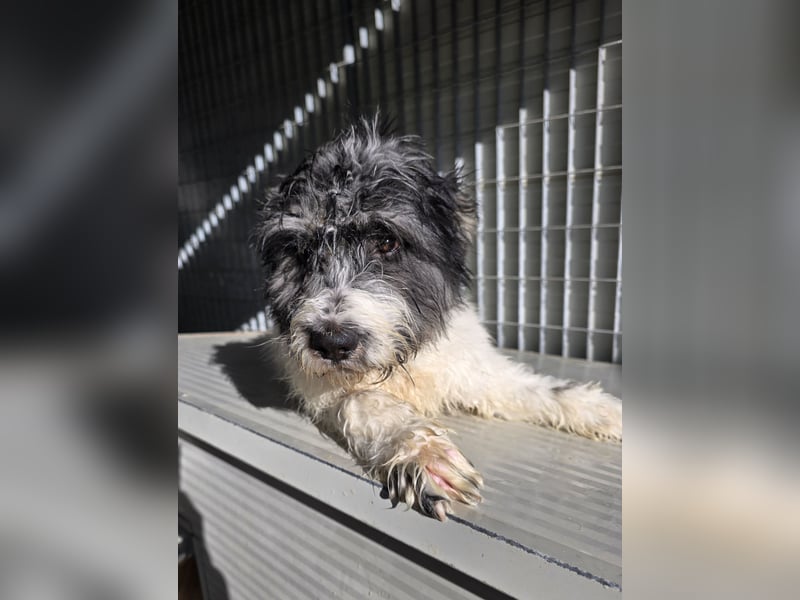 Martino: ein Wuschel sucht Dich!