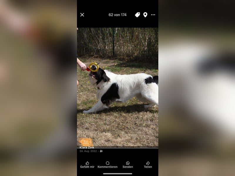 Landseerhündin 6 Jahre