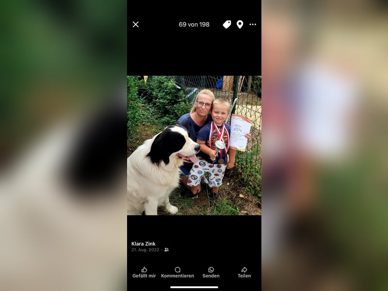 Landseerhündin 6 Jahre