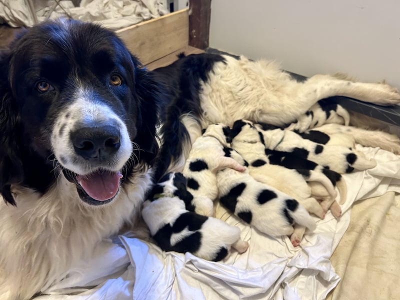 LANDSEER WELPEN mit FCI papieren