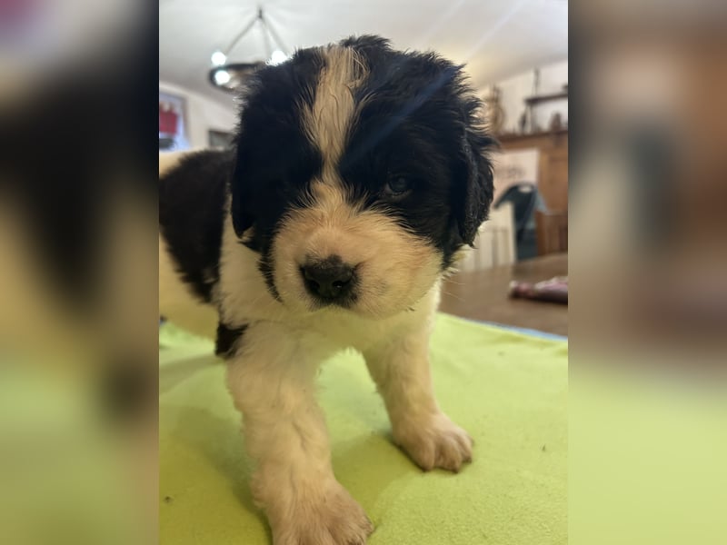 LANDSEER WELPEN mit FCI papieren