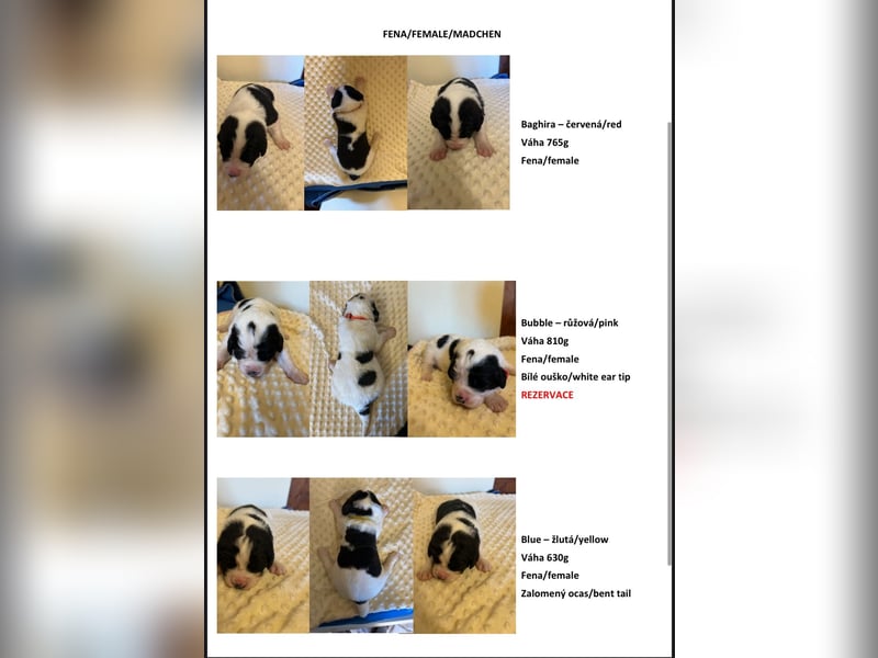LANDSEER WELPEN mit FCI papieren