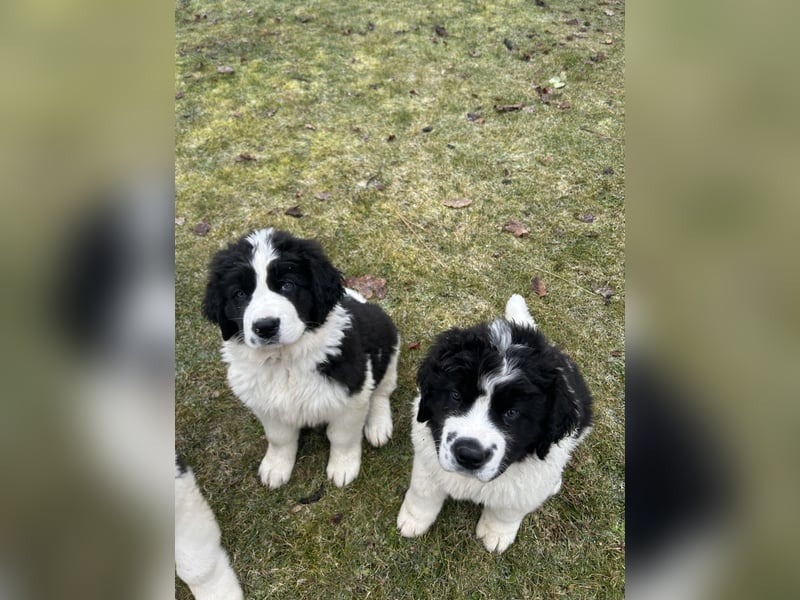 LANDSEER WELPEN mit FCI papieren