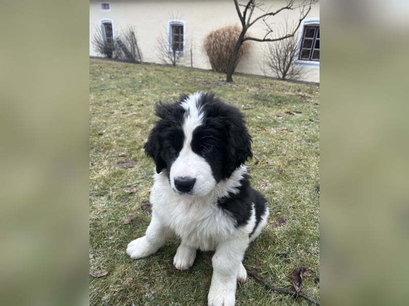 LANDSEER WELPEN mit FCI papieren