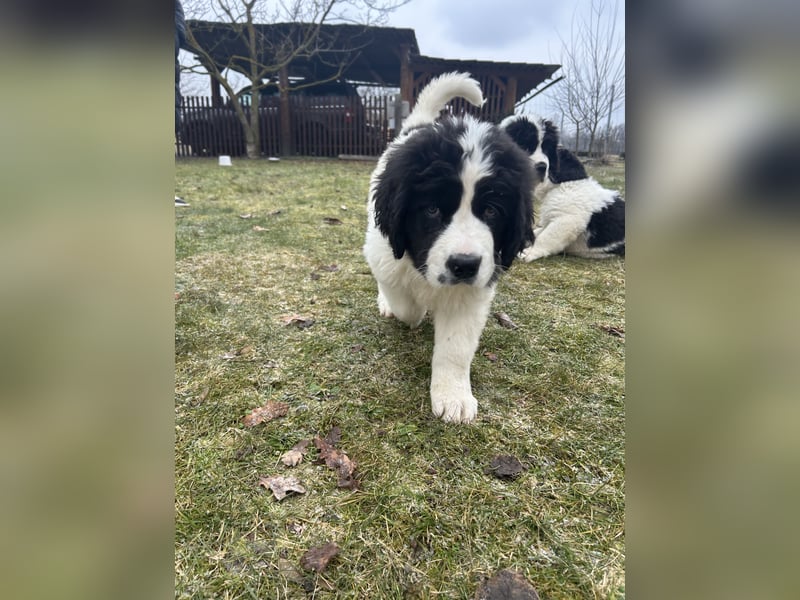 LANDSEER WELPEN mit FCI papieren