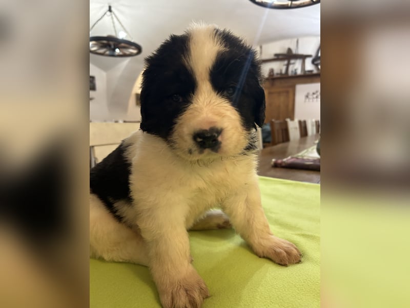 LANDSEER WELPEN mit FCI papieren