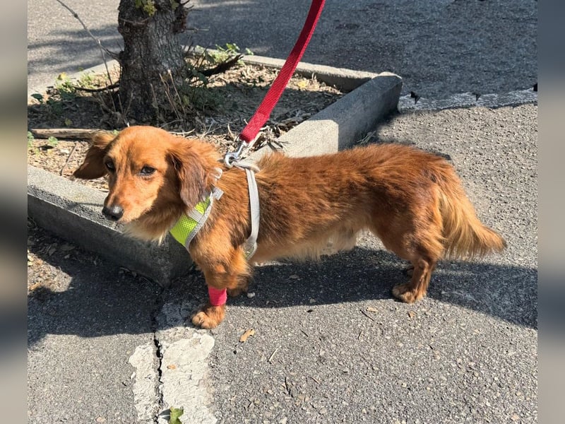 Pepe – 11 Jahre und ein Herz voller Liebe zum Liebe geben und empfangen für seine letzten Jahre