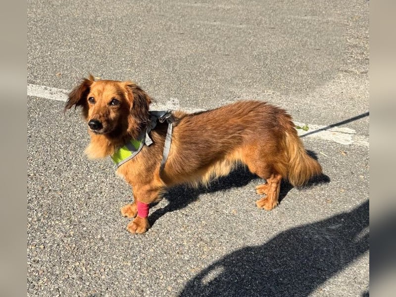 Pepe – 11 Jahre und ein Herz voller Liebe zum Liebe geben und empfangen für seine letzten Jahre