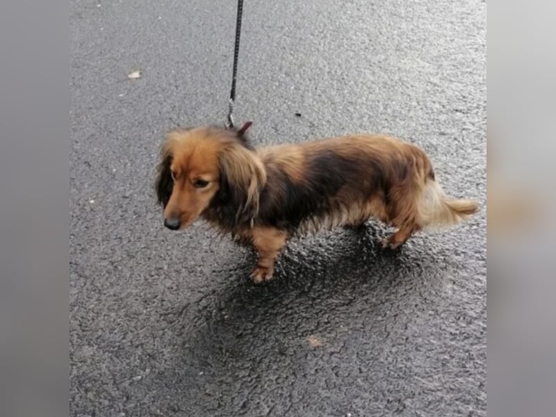 Dolly sucht liebevolle Menschen