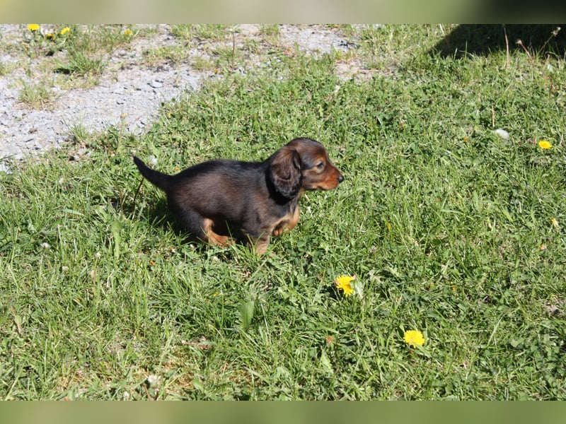 Langhaarteckel, Dackel