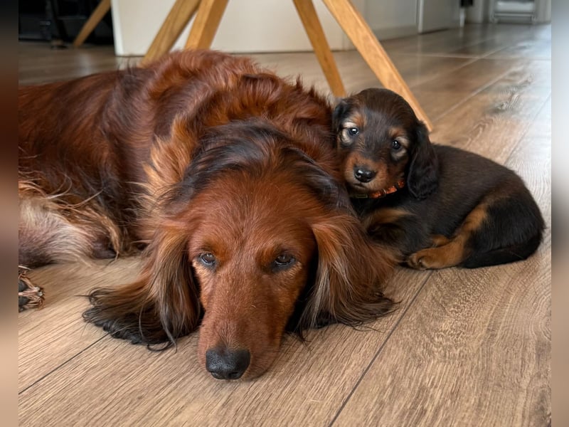 Langhaarteckel, Dackel