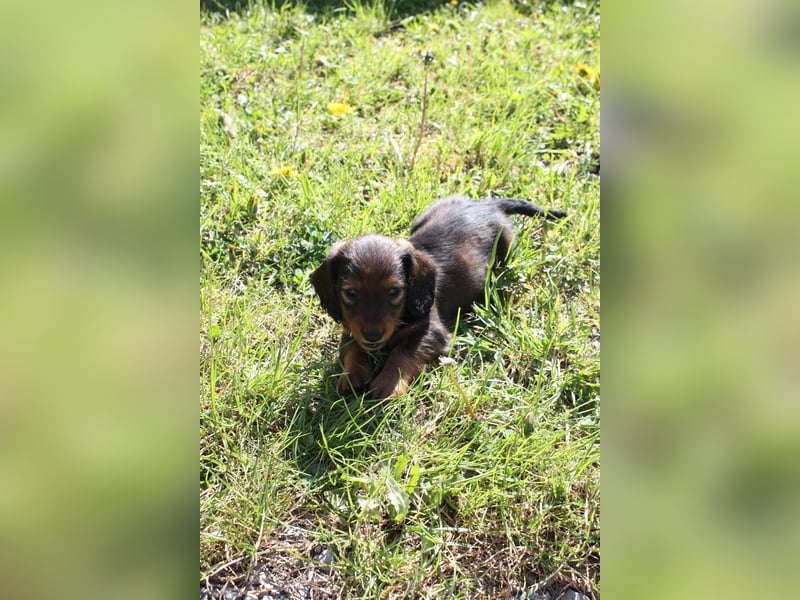 Langhaarteckel, Dackel