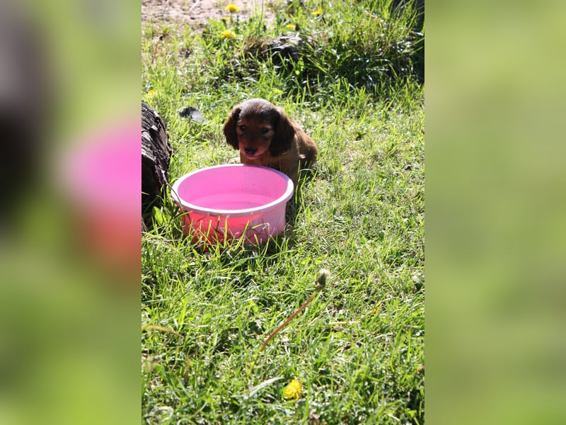 Langhaarteckel, Dackel