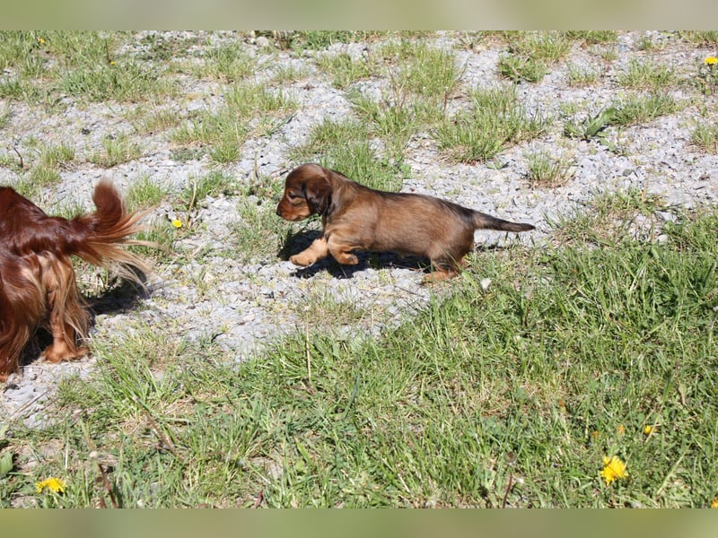 Langhaarteckel, Dackel