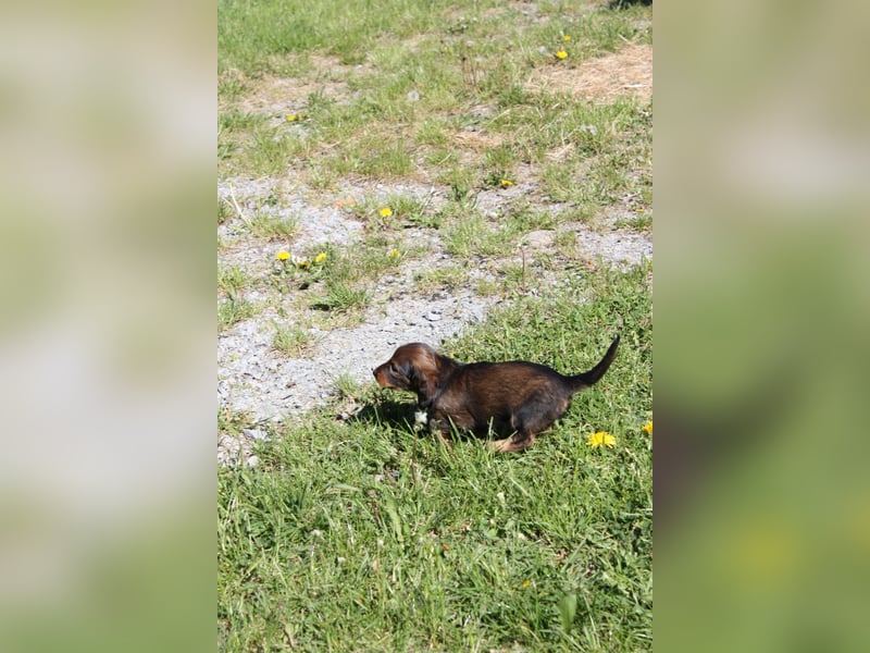 Langhaarteckel, Dackel