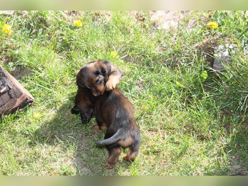 Langhaarteckel, Dackel