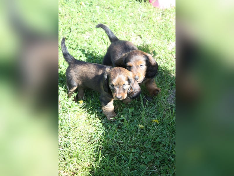 Langhaarteckel, Dackel