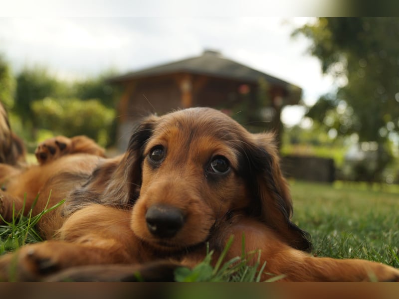 Zwerglanghaardackel aus VDH-/ DTK-Zucht (Dackel / Teckel)