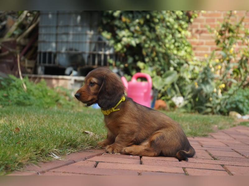 Zwerglanghaardackel aus VDH-/ DTK-Zucht (Dackel / Teckel)