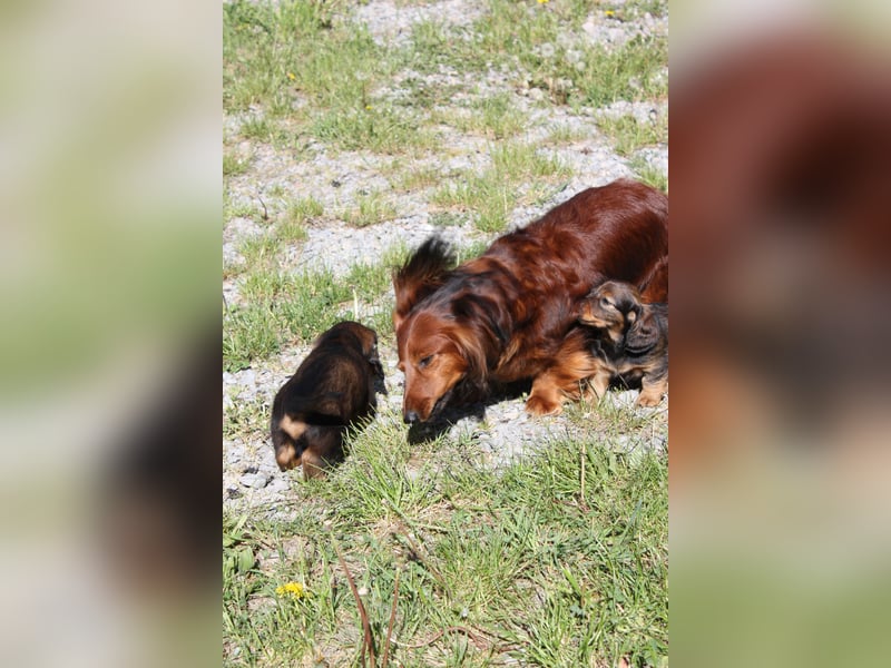 Langhaardackel-Rüde