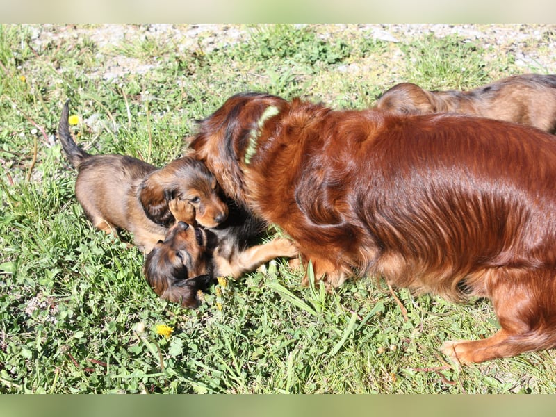 Langhaardackel-Rüde