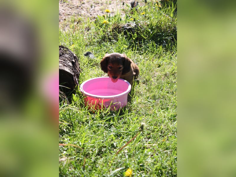 Langhaardackel-Rüde