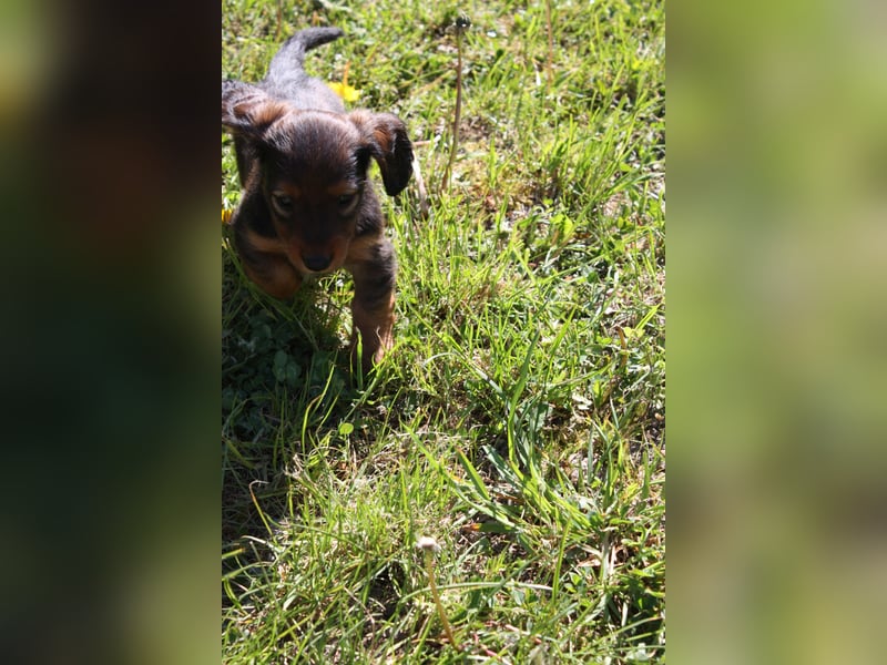 Langhaardackel-Rüde