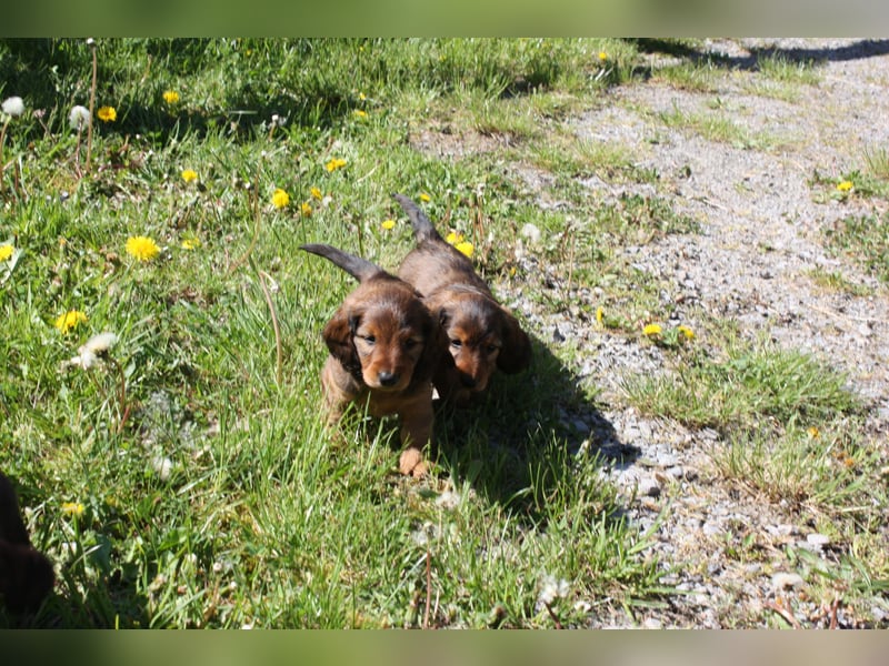 Langhaardackel-Rüde