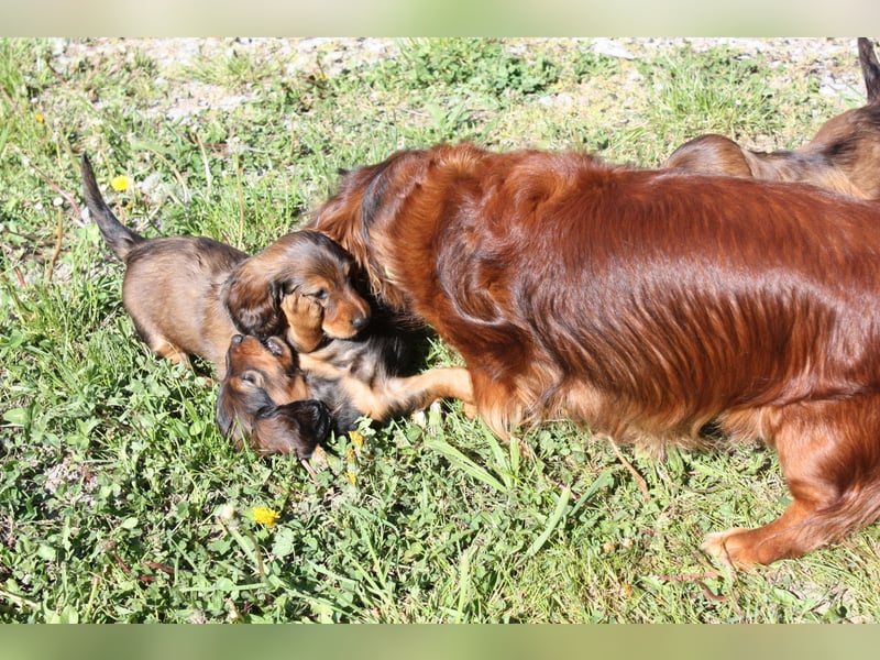 Langhaardackel-Rüde