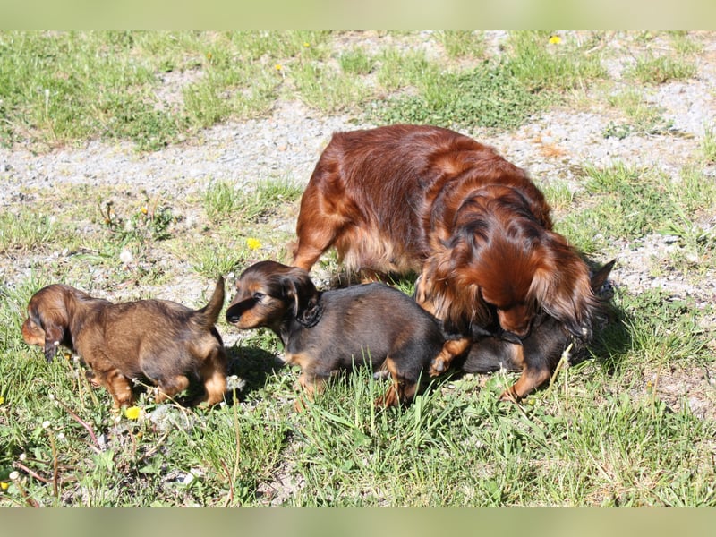 Langhaardackel-Rüde