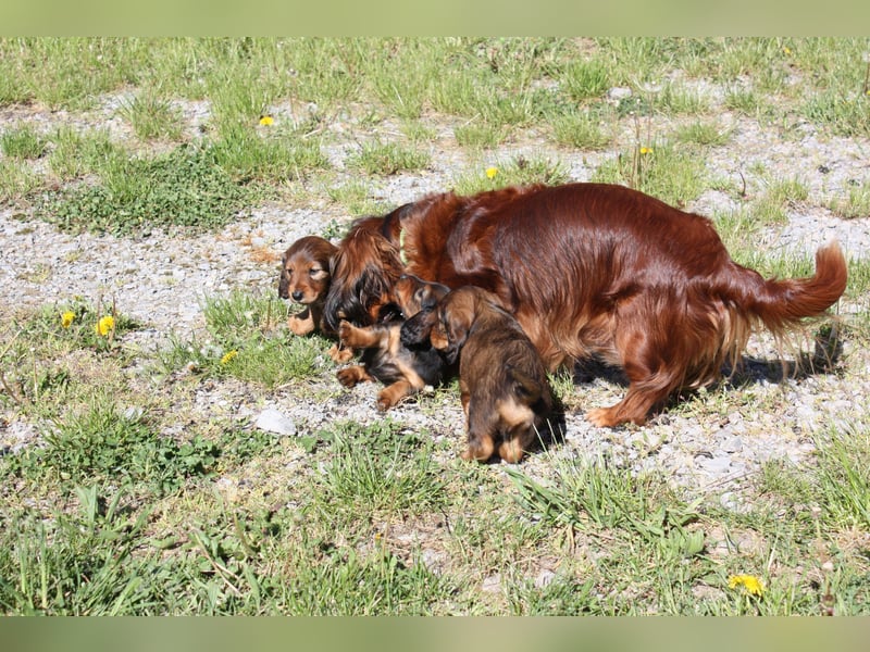 Langhaardackel-Rüde