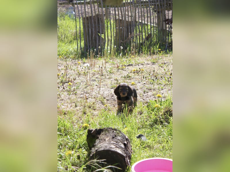 Langhaardackel-Rüde