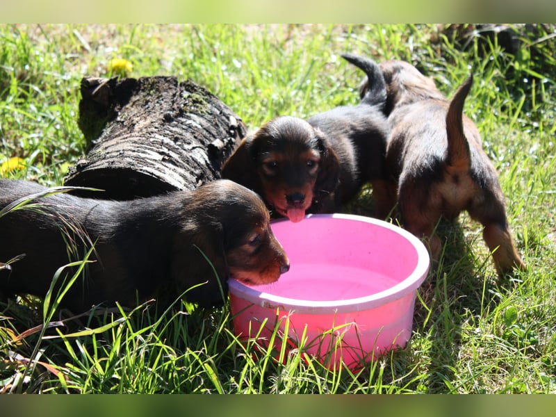 Langhaardackel-Rüde