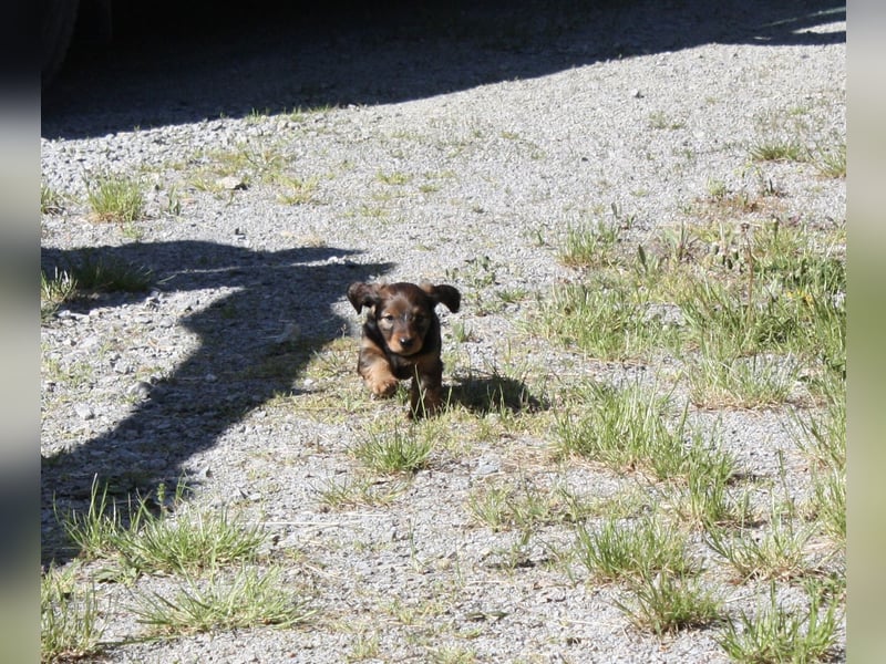 Langhaardackel-Rüde