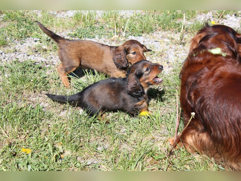 Langhaardackel-Rüde