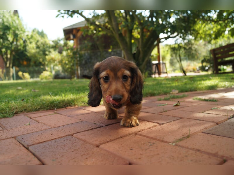 Zwerglanghaarteckelwelpen aus DTK-Zucht - Felonia