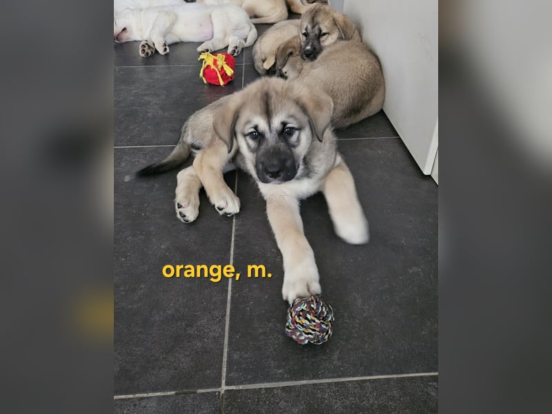 Leonberger - Malamute Mix Welpen