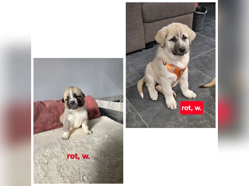 Leonberger - Malamute Mix Welpen