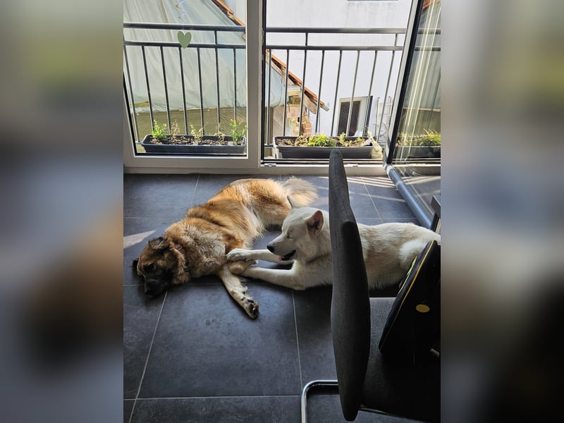 Leonberger - Malamute Mix Welpen