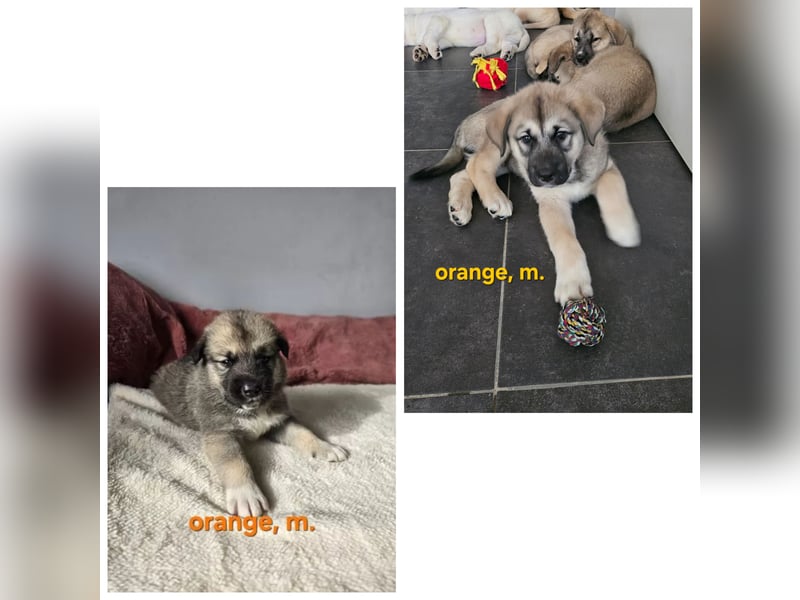 Leonberger - Malamute Mix Welpen