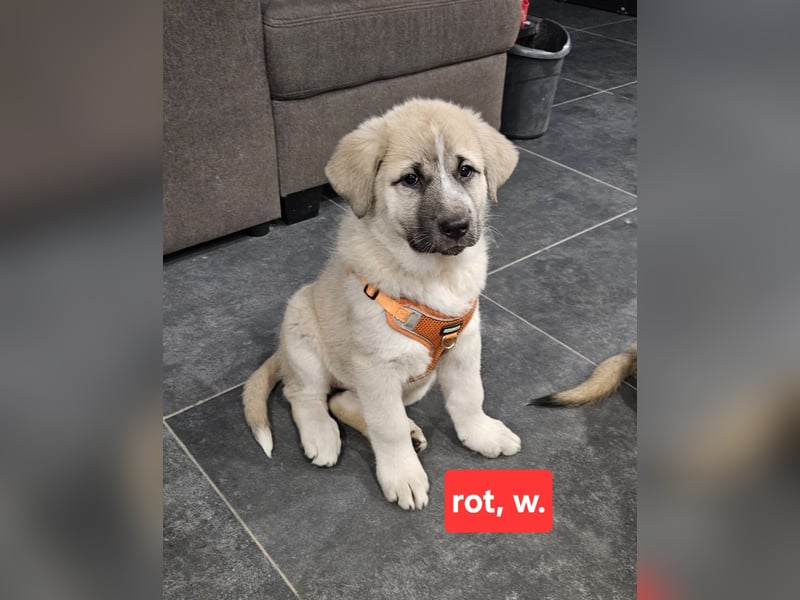 Leonberger - Malamute Mix Welpen