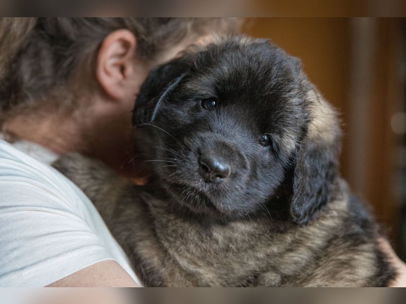 Reinrassige Leonberger ohne Papiere
