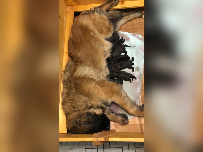 Reinrassige Leonberger ohne Papiere