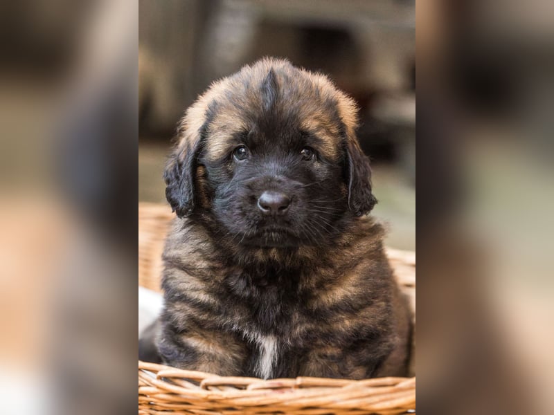 Reinrassige Leonberger ohne Papiere