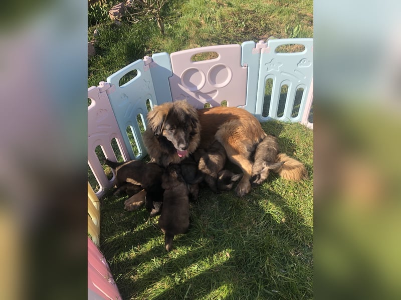 Reinrassige Leonberger ohne Papiere